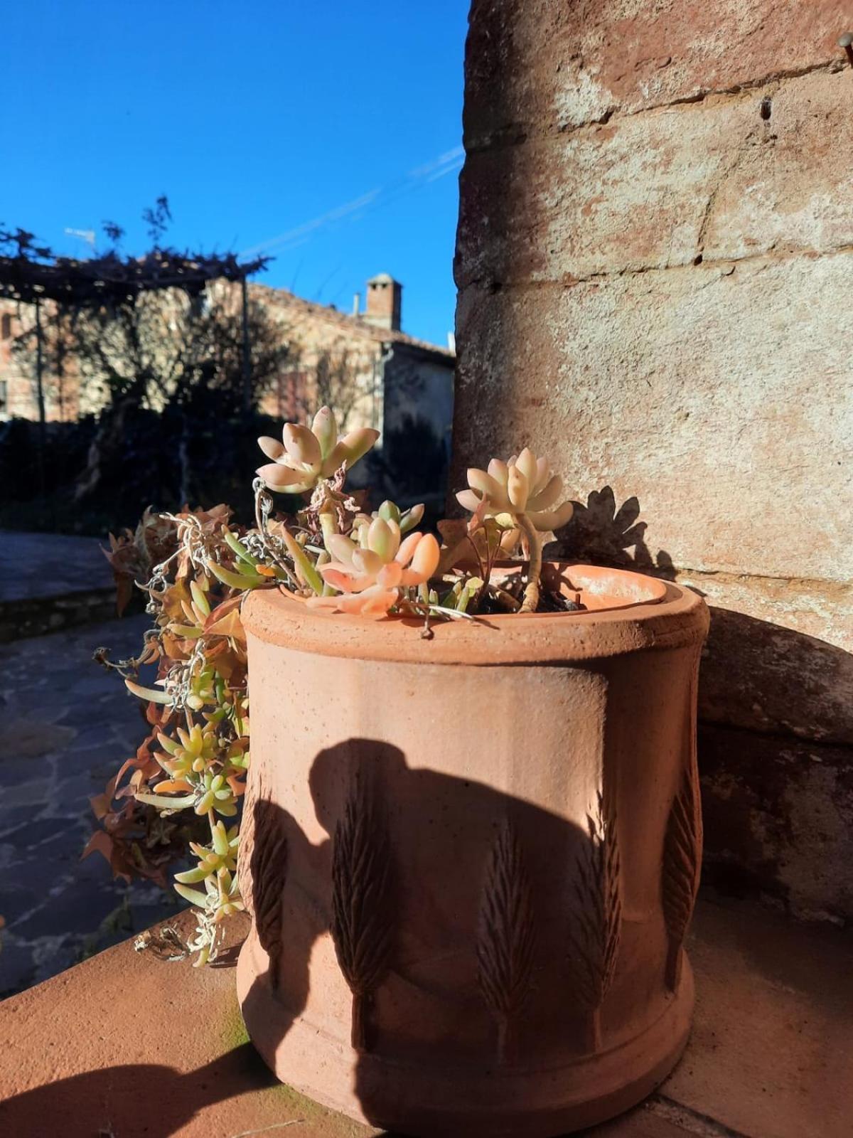 Al Piccolo Ulivo, A Casa Di Mimo&Se Villa Castiglione dʼOrcia Eksteriør billede