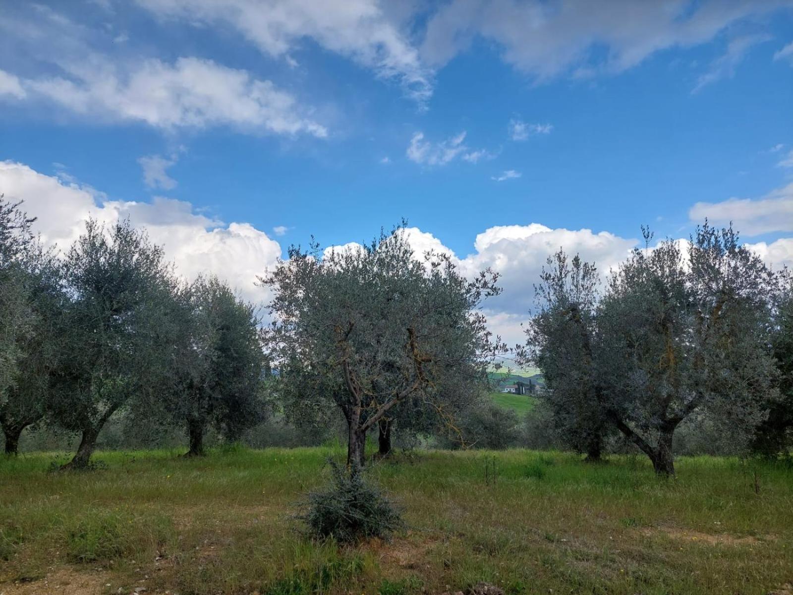 Al Piccolo Ulivo, A Casa Di Mimo&Se Villa Castiglione dʼOrcia Eksteriør billede