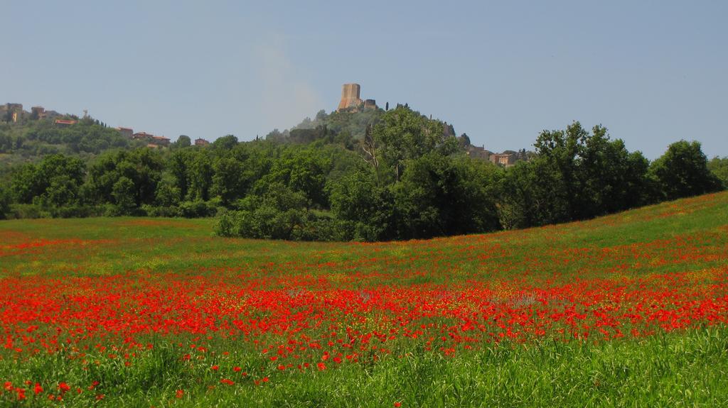 Al Piccolo Ulivo, A Casa Di Mimo&Se Villa Castiglione dʼOrcia Eksteriør billede